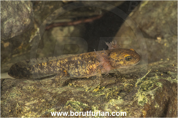 Malo okence, Vrhnika, Slovenia, Salamandra salamandra, Salamandra, Amphibian, Salamandridae, Fire salamander, Salamande, Larva