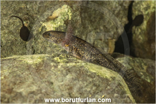 Malo okence, Vrhnika, Slovenia, Salamandra salamandra, Salamandra, Amphibian, Salamandridae, Fire salamander, Salamande, Larva