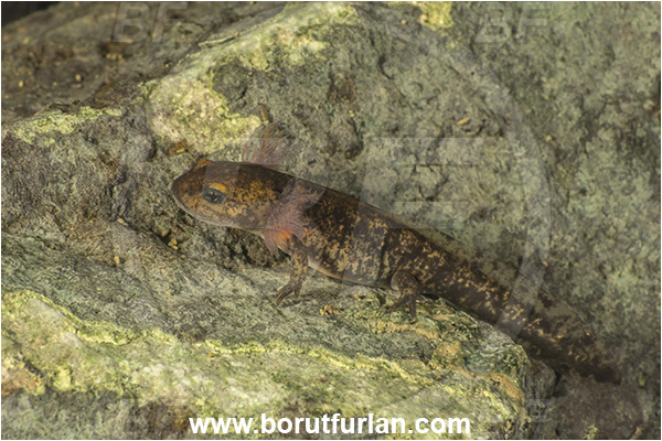 Malo okence, Vrhnika, Slovenia, Salamandra salamandra, Salamandra, Amphibian, Salamandridae, Fire salamander, Salamande, Larva