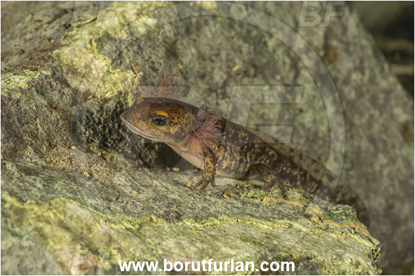 Malo okence, Vrhnika, Slovenia, Salamandra salamandra, Salamandra, Amphibian, Salamandridae, Fire salamander, Salamande, Larva