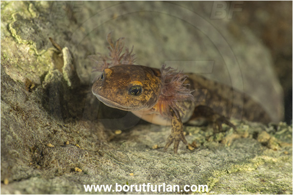 Malo okence, Vrhnika, Slovenia, Salamandra salamandra, Salamandra, Amphibian, Salamandridae, Fire salamander, Salamande, Larva