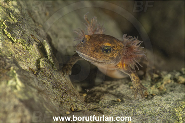 Malo okence, Vrhnika, Slovenia, Salamandra salamandra, Salamandra, Amphibian, Salamandridae, Fire salamander, Salamande, Larva, Portrait