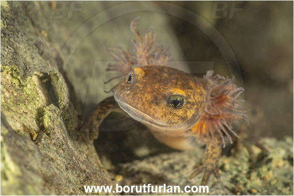 Malo okence, Vrhnika, Slovenia, Salamandra salamandra, Salamandra, Amphibian, Salamandridae, Fire salamander, Salamande, Larva, Portrait