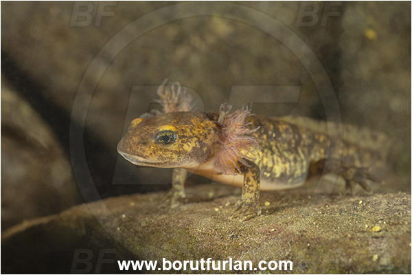 Malo okence, Vrhnika, Slovenia, Salamandra salamandra, Salamandra, Amphibian, Salamandridae, Fire salamander, Salamande, Larva