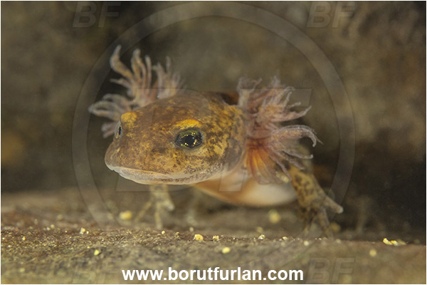 Malo okence, Vrhnika, Slovenia, Salamandra salamandra, Salamandra, Amphibian, Salamandridae, Fire salamander, Salamande, Larva, Portrait