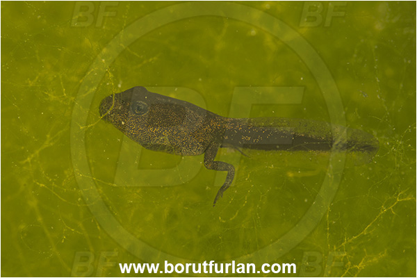Malo okence, Vrhnika, Slovenia, Rana temporaria, Rana, Amphibian, Ranidae, European common frog tadpole, Frog, Tadpole