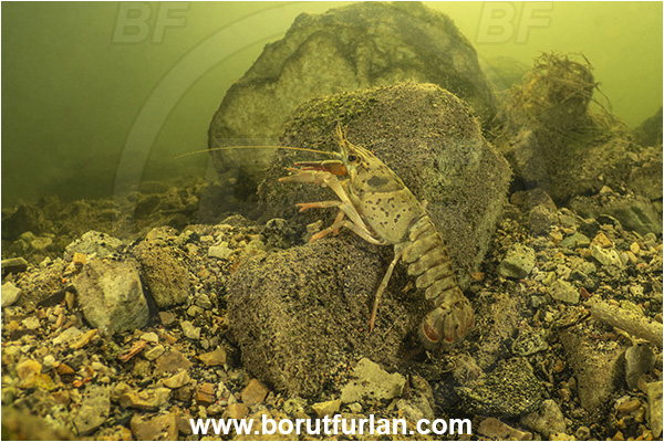 Kocevje lake, Kocevje, Slovenia, Lake, Astacus astacus, Astacus, Astacidae, Decapoda, European crayfish, Crayfish, Crustacea, Crustacean