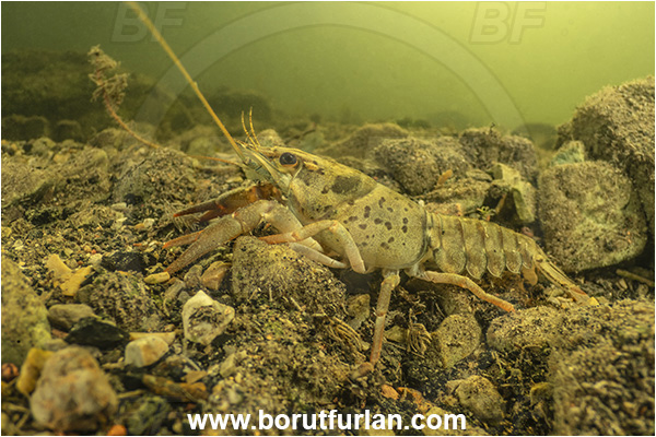 Kocevje lake, Kocevje, Slovenia, Lake, Astacus astacus, Astacus, Astacidae, Decapoda, European crayfish, Crayfish, Crustacea, Crustacean