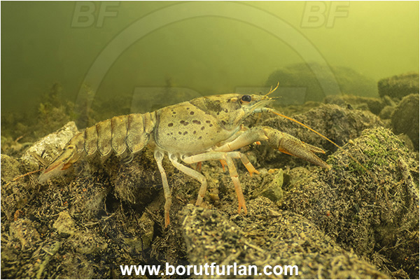 Kocevje lake, Kocevje, Slovenia, Lake, Astacus astacus, Astacus, Astacidae, Decapoda, European crayfish, Crayfish, Crustacea, Crustacean