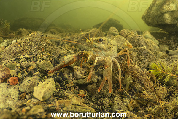 Kocevje lake, Kocevje, Slovenia, Lake, Astacus astacus, Astacus, Astacidae, Decapoda, European crayfish, Crayfish, Crustacea, Crustacean