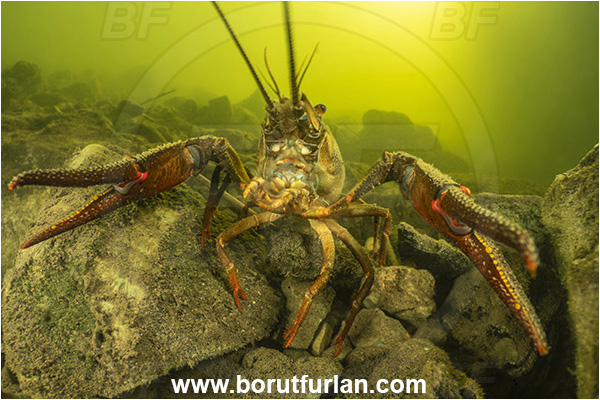 Kocevje lake, Kocevje, Slovenia, Lake, Astacus astacus, Astacus, Astacidae, Decapoda, European crayfish, Crayfish, Crustacea, Crustacean, Portrait
