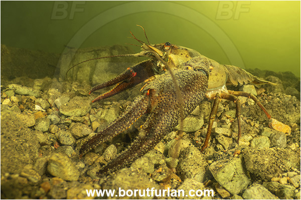 Kocevje lake, Kocevje, Slovenia, Lake, Astacus astacus, Astacus, Astacidae, Decapoda, European crayfish, Crayfish, Crustacea, Crustacean
