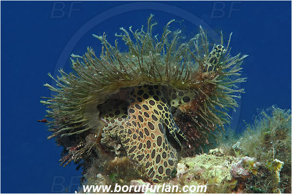 Island Susac, Croatia, Adriatic sea, Mediterranean sea, Monoplex corrugatus, Monoplex, Cymatiidae, Hairy triton, Triton, Sea snail, Gastropoda, Mollusca, Mollusc