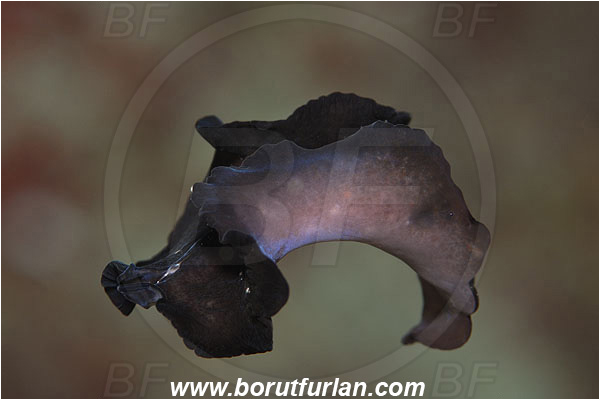 Island Susac, Croatia, Adriatic sea, Mediterranean sea, Pseudoceros maximus-type A, Pseudoceros, Pseudocerotidae, Flatworm, Platyhelminthes, Swimming