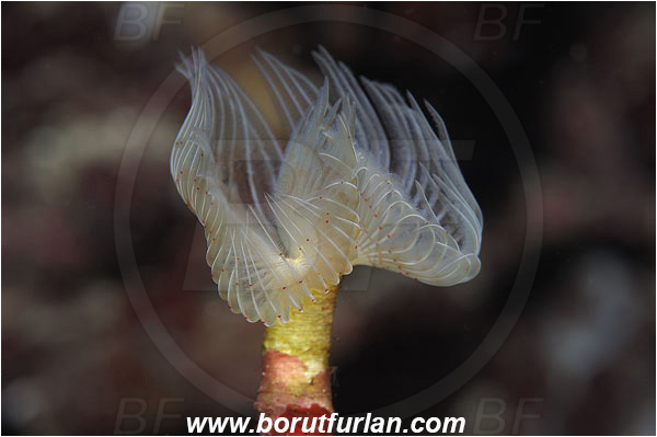 Island Susac, Croatia, Adriatic sea, Mediterranean sea, Protula tubularia, Protula, Serpulidae, White-Tufted Worm, Red-spotted horseshoe, Worm, Polychaeta