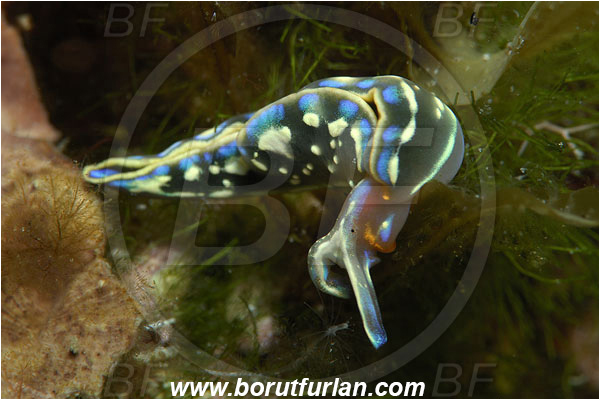 Island Susac, Croatia, Adriatic sea, Mediterranean sea, Thuridilla hopei, Thuridilla, Plakobranchidae, Hope