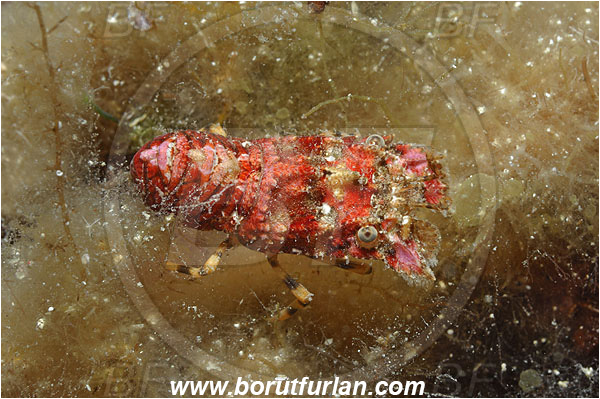 Island Susac, Croatia, Adriatic sea, Mediterranean sea, Scyllarides sp., Scyllarides, Scyllaridae, Decapoda, Small slipper Lobster, Slipper Lobster, Lobster, Crustacea, Crustacean