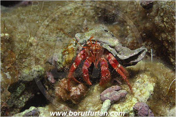 Island Susac, Croatia, Adriatic sea, Mediterranean sea, Dardanus calidus, Dardanus, Diogenidae, Crustacea, Crustacean, Red hermit crab, Hermit crab, Crab