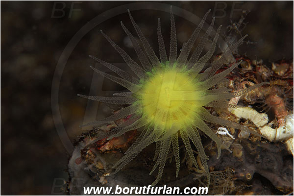 Island Susac, Croatia, Adriatic sea, Mediterranean sea, Leptopsammia pruvoti, Leptopsammia, Dendrophylliidae, Sunset cup coral, Coral, Anthozoa, Cnidaria, Cnidarian