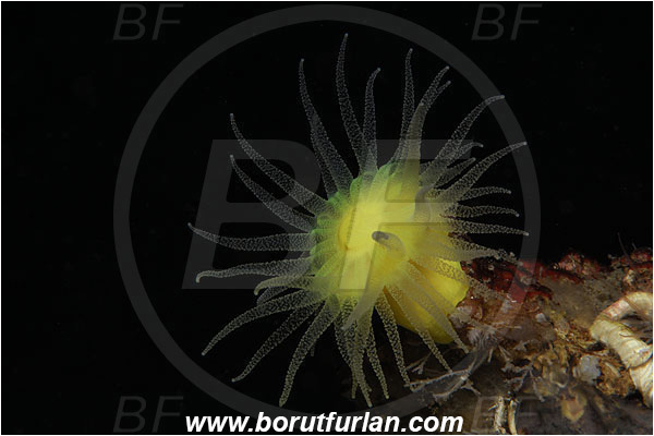 Island Susac, Croatia, Adriatic sea, Mediterranean sea, Leptopsammia pruvoti, Leptopsammia, Dendrophylliidae, Sunset cup coral, Coral, Anthozoa, Cnidaria, Cnidarian