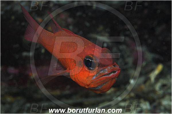 Island Susac, Croatia, Adriatic sea, Mediterranean sea, Apogon imberbis, Apogon, Apogonidae, Mediterranean cardinalfish, Cardinalfish, Fish, Male, Eggs in mouth