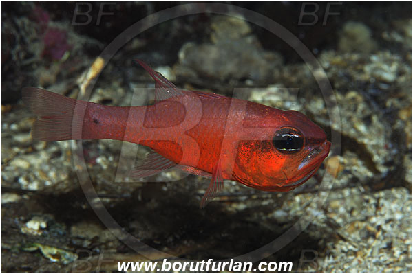 Island Susac, Croatia, Adriatic sea, Mediterranean sea, Apogon imberbis, Apogon, Apogonidae, Mediterranean cardinalfish, Cardinalfish, Fish, Male, Eggs in mouth