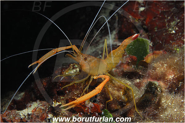 Island Susac, Croatia, Adriatic sea, Mediterranean sea, Stenopus spinosus, Stenopus, Stenopodidae, Decapoda, Golden coral shrimp, Mediterranean coral shrimp, Shrimp, Crustacea, Crustacean