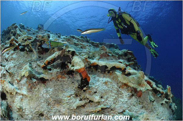 Island Lastovo, Croatia, Adriatic sea, Mediterranean sea, Reef, Rocks, Diver, Petrified tree