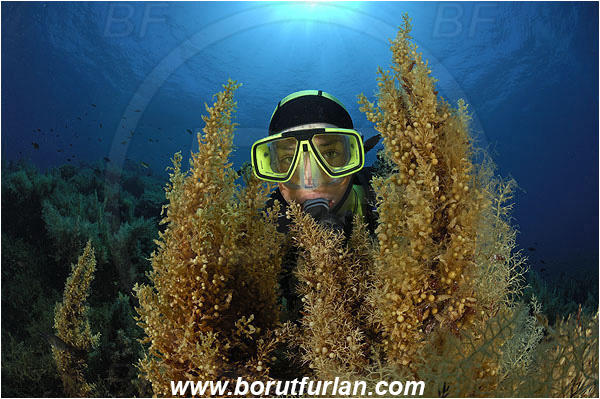 Island Lastovo, Croatia, Adriatic sea, Mediterranean sea, Reef, Sargassum hornschuchii, Sargassum, Sargassaceae, Wire weed, Strangle weed, Algae, Diver, Face, Girl, Portrait