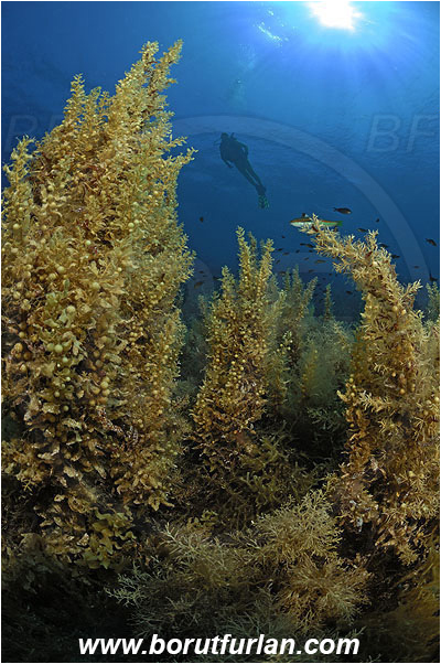 Island Lastovo, Croatia, Adriatic sea, Mediterranean sea, Reef, Sargassum hornschuchii, Sargassum, Sargassaceae, Wire weed, Strangle weed, Algae, Diver