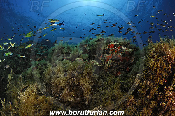 Island Lastovo, Croatia, Adriatic sea, Mediterranean sea, Reef, Sargassum hornschuchii, Sargassum, Sargassaceae, Wire weed, Strangle weed, Algae, Fish school