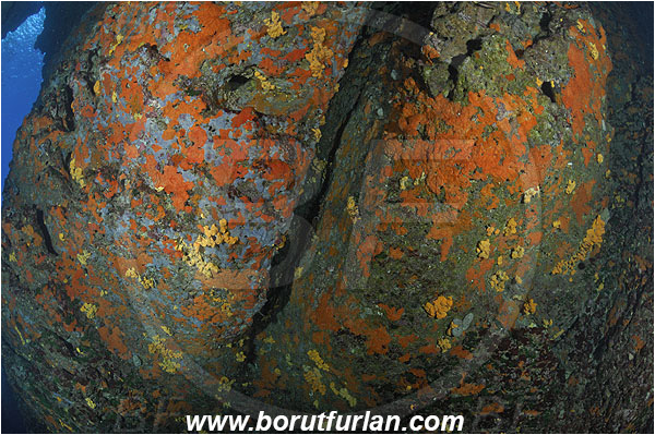 Island Susac, Croatia, Adriatic sea, Mediterranean sea, Reef, Cave, Sponges, Porifera