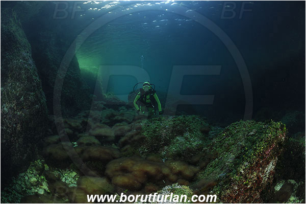 Island Susac, Croatia, Adriatic sea, Mediterranean sea, Reef, Algae, Diver
