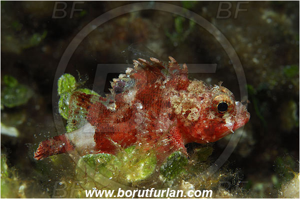 Island Susac, Croatia, Adriatic sea, Mediterranean sea, Scorpaena maderensis, Scorpaena, Scorpaenidae, Madeira rockfish, Madeira scorpionfish, Scorpionfish, Fish