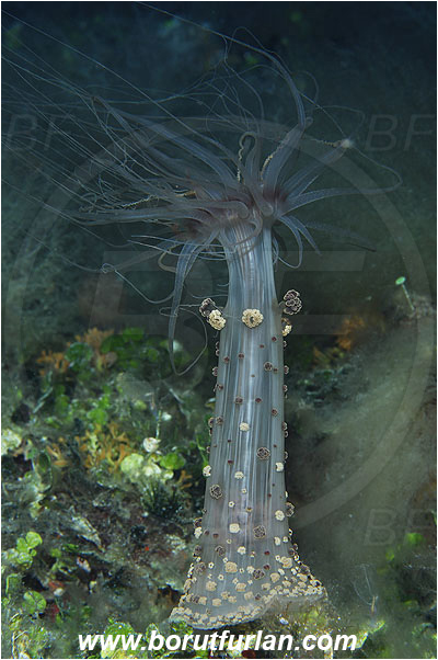 Island Susac, Croatia, Adriatic sea, Mediterranean sea, Alicia mirabilis, Alicia, Aliciidae, Alicia anemone, Miracle anemone, Berried anemone, Anemone, Anthozoa, Cnidaria, Cnidarian