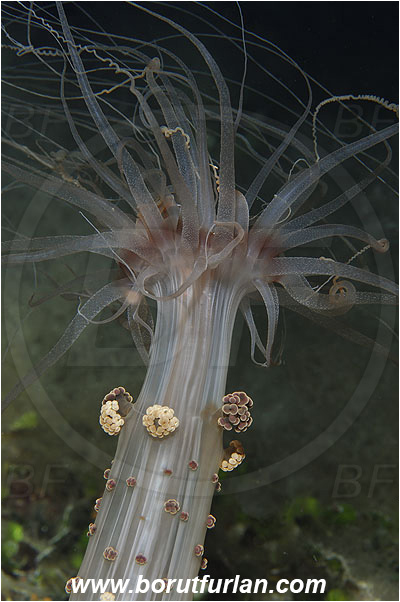 Island Susac, Croatia, Adriatic sea, Mediterranean sea, Alicia mirabilis, Alicia, Aliciidae, Alicia anemone, Miracle anemone, Berried anemone, Anemone, Anthozoa, Cnidaria, Cnidarian