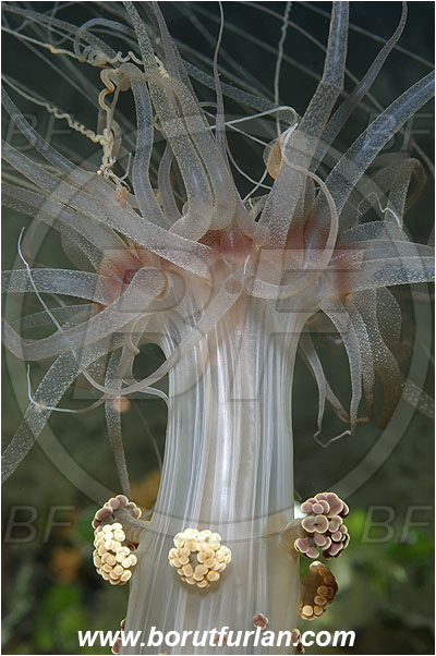 Island Susac, Croatia, Adriatic sea, Mediterranean sea, Alicia mirabilis, Alicia, Aliciidae, Alicia anemone, Miracle anemone, Berried anemone, Anemone, Anthozoa, Cnidaria, Cnidarian, Abstract