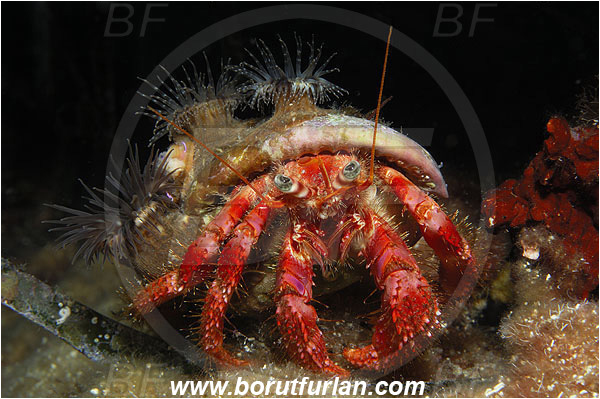 Island Susac, Croatia, Adriatic sea, Mediterranean sea, Dardanus calidus, Dardanus, Diogenidae, Crustacea, Crustacean, Red hermit crab, Hermit crab, Crab