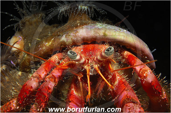 Island Susac, Croatia, Adriatic sea, Mediterranean sea, Dardanus calidus, Dardanus, Diogenidae, Crustacea, Crustacean, Red hermit crab, Hermit crab, Crab, Portrait