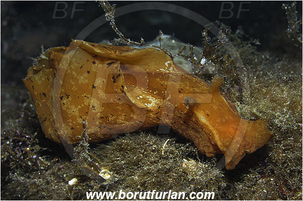 Island Susac, Croatia, Adriatic sea, Mediterranean sea, Aplysia fasciata, Aplysia, Aplysiidae, Mottled sea hare, Sea hare, Nudibranch, Sea slug, Gastropoda, Mollusca