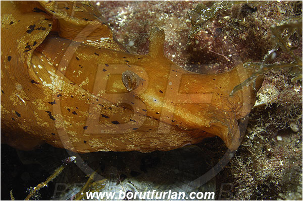 Island Susac, Croatia, Adriatic sea, Mediterranean sea, Aplysia fasciata, Aplysia, Aplysiidae, Mottled sea hare, Sea hare, Nudibranch, Sea slug, Gastropoda, Mollusca, Portrait