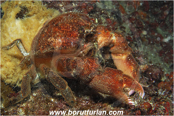 Island Susac, Croatia, Adriatic sea, Mediterranean sea, Dromia personata, Dromia, Dromiidae, Decapoda, Crustacea, Crustacean, Sponge crab, Crab