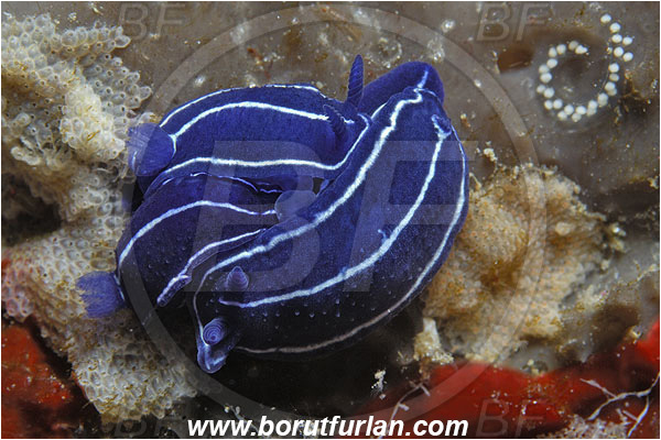 Island Susac, Croatia, Adriatic sea, Mediterranean sea, Felimare orsinii, Felimare, Chromodorididae, Blue nudibranch, Nudibranch, Sea slug, Gastropoda, Mollusca, Mating