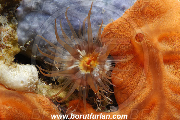 Island Susac, Croatia, Adriatic sea, Mediterranean sea, Actinia sp., Actinia, Actiniidae, Anemone, Anthozoa, Cnidaria, Cnidarian
