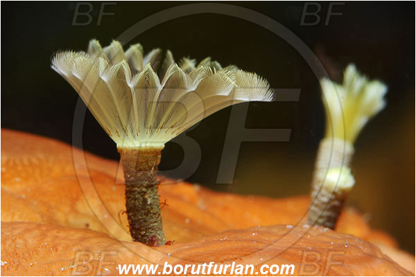 Island Susac, Croatia, Adriatic sea, Mediterranean sea, Branchiomma sp., Branchiomma, Sabellidae, Tube worm, Worm, Polychaeta