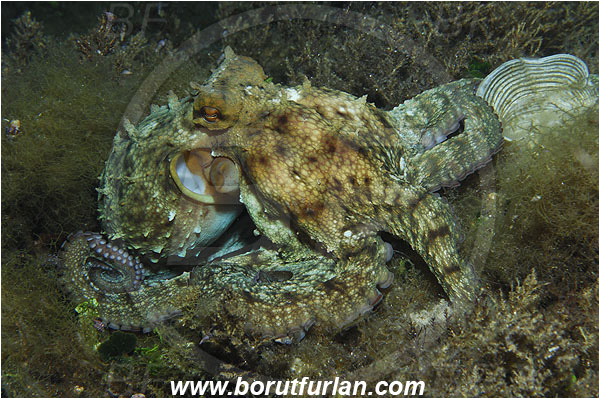 Island Susac, Croatia, Adriatic sea, Mediterranean sea, Octopus vulgaris, Octopus, Octopodidae, Common octopus, Cephalopoda, Mollusca, Mollusc