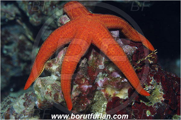 Island Susac, Croatia, Adriatic sea, Mediterranean sea, Hacelia attenuata, Hacelia, Ophidiasteridae, Smooth starfish, Strafish, Asteroidea, Echinodermata, Echinoderm