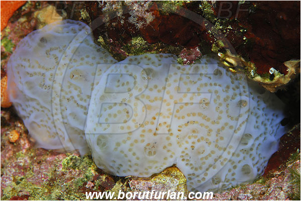 Island Susac, Croatia, Adriatic sea, Mediterranean sea, Polycitor adriaticus, Polycitor, Polycitoridae, Adriatic ascidian, Colony of Tunicates, Colonial sea squirt, Sea squirt, Ascidiacea, Tunicata, Tunicate
