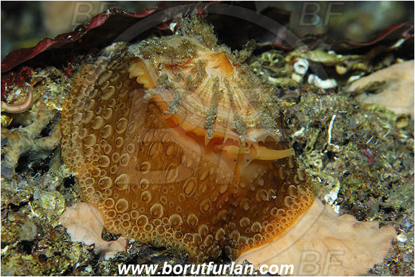 Island Susac, Croatia, Adriatic sea, Mediterranean sea, Umbraculum umbraculum, Umbraculum, Umbraculidae, Umbrella slug, Sea snail, Gastropoda, Mollusca, Mollusc