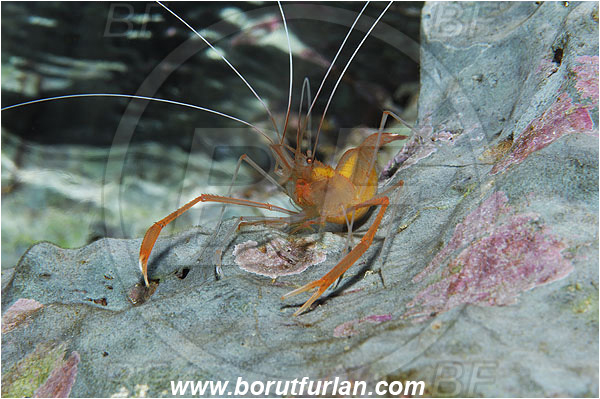 Island Susac, Croatia, Adriatic sea, Mediterranean sea, Stenopus spinosus, Stenopus, Stenopodidae, Decapoda, Golden coral shrimp, Mediterranean coral shrimp, Shrimp, Crustacea, Crustacean